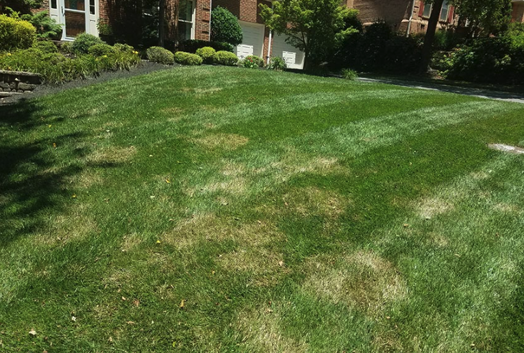 How to Fix Brown Spots in Your Texas Lawn